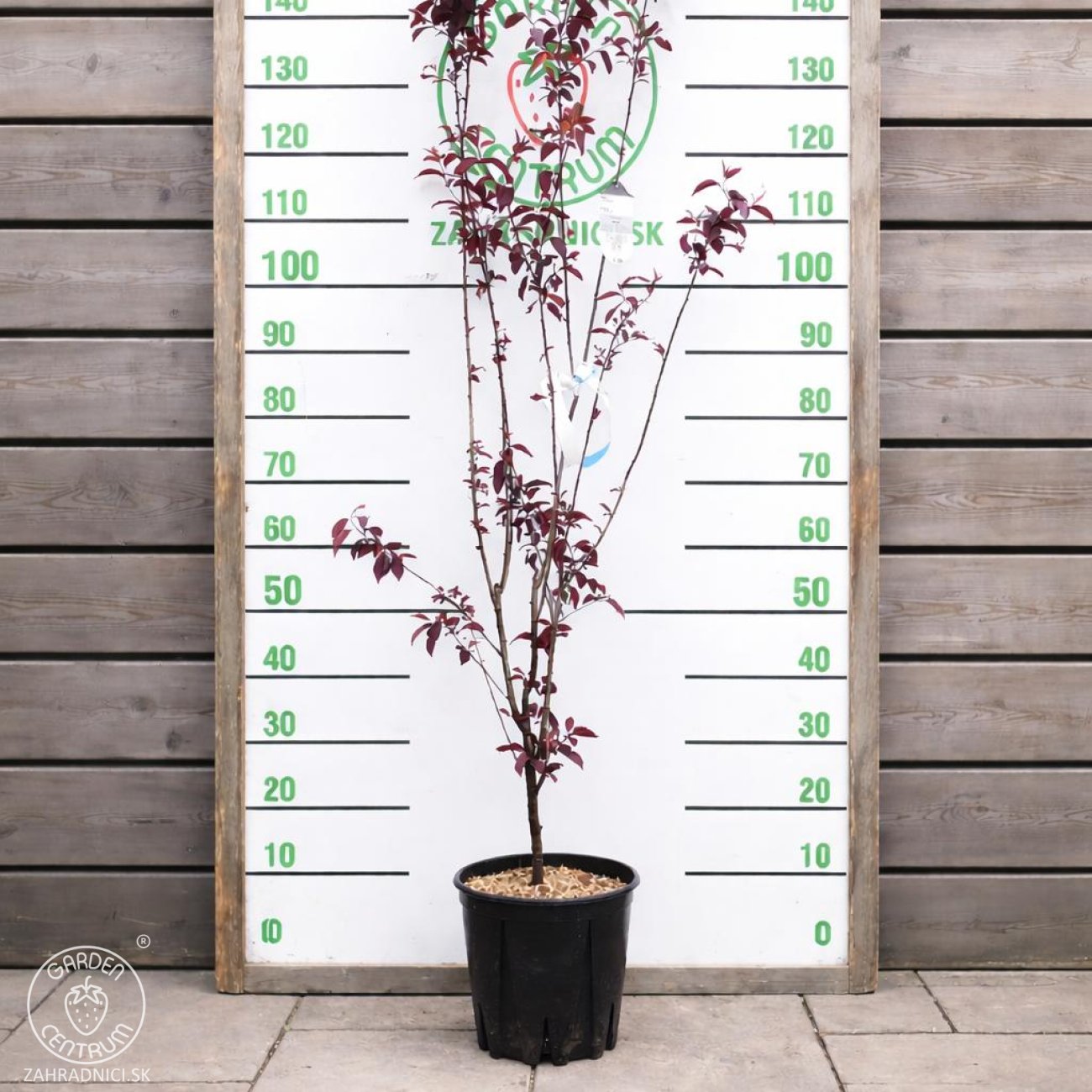 Obrázok Slivka čerešňoplodá (Prunus cerasifera) ´PISSARDII´ - výška 170-200 cm, kont. C5L